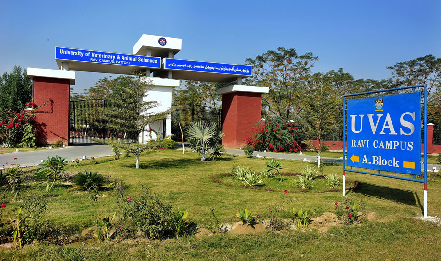 University Of Veterinary And Animal Sciences, LAHORE